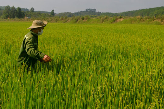 Đắk Nông tập trung bảo vệ cây trồng vụ đông xuân