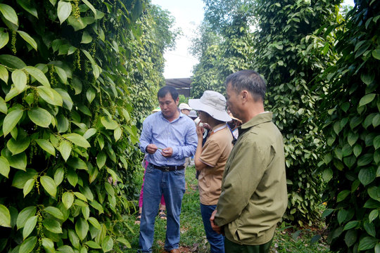 Đắk Nông tìm giải pháp cho những hạn chế lớn của nông nghiệp