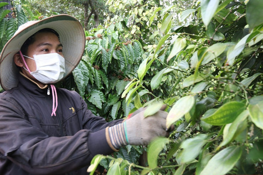 Giá tiêu hôm nay 16/1/2025: Kỳ vọng hồ tiêu được mùa, được giá