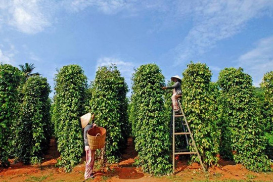 Giá tiêu hôm nay 15/1/2025: Giá tiêu Indonesia bất ngờ tăng mạnh