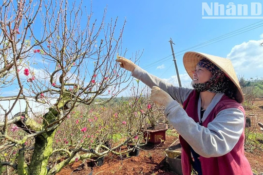 [Ảnh] Sắc thắm hoa đào ngày Xuân ở “thủ phủ” Tây Nguyên