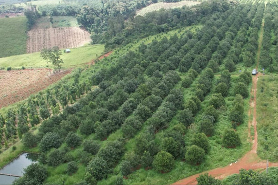 Đắk Nông có 46 mã vùng trồng xuất khẩu