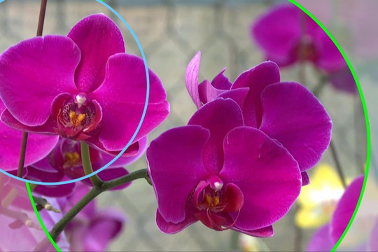 Sắc hoa Đắk Nông vào xuân