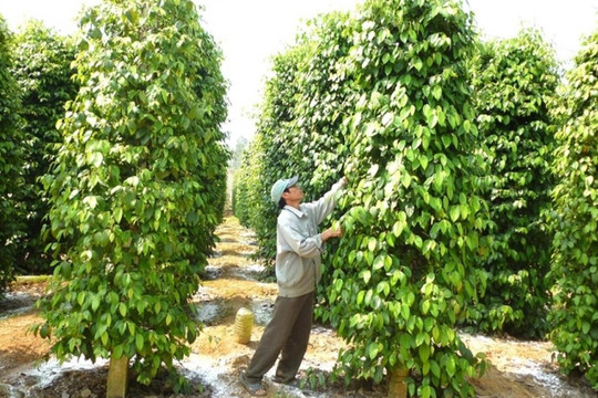 Giá tiêu hôm nay 25/1/2025: Không thay đổi trong ngày đầu kỳ nghỉ Tết Nguyên đán