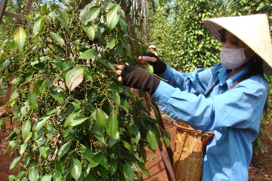 Giá tiêu hôm nay 28/1/2025: Thị trường trong nước và thế giới ổn định