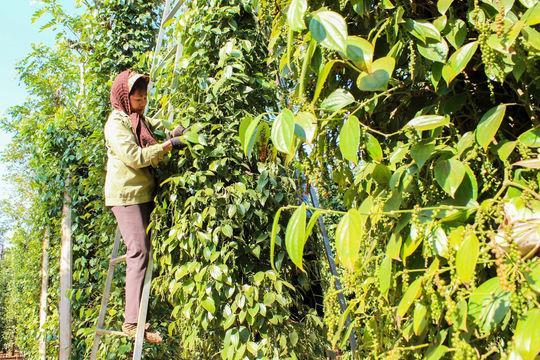 Giá tiêu hôm nay 31/1/2025: Im ắng dù cà phê liên tục tăng
