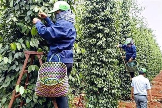 Giá tiêu hôm nay 1/2/2025: Giá tiêu Indonesia tăng nhẹ