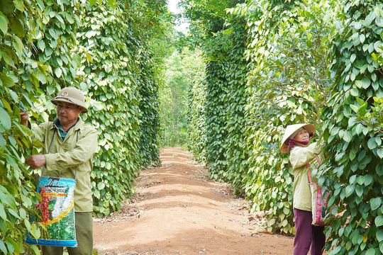 Giá tiêu hôm nay 4/2/2025: Tăng mạnh, vượt 150 nghìn đồng/kg