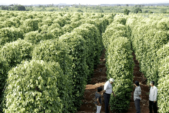 Giá tiêu hôm nay 5/2/2025: Giá tiêu trong nước tiếp tục tăng