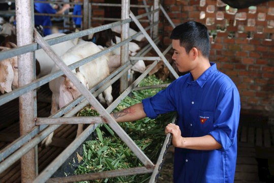 Thanh niên Trần Đăng Đức lập nghiệp từ nuôi dê Boer