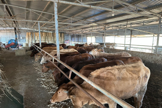 Chăn nuôi dần trở thành thế mạnh ở huyện biên giới Đắk Nông