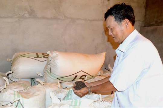 Thu hái, bảo quản đúng cách nâng cao giá trị hồ tiêu