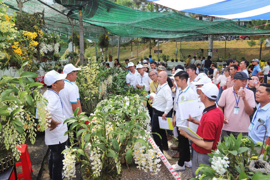 Hơn 1.200 tác phẩm hoa lan khoe sắc tại Hội thi Hoa lan TP Bảo Lộc mở rộng năm 2025