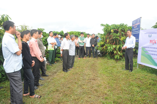 Hiệu quả từ giải pháp IPM trên cà phê