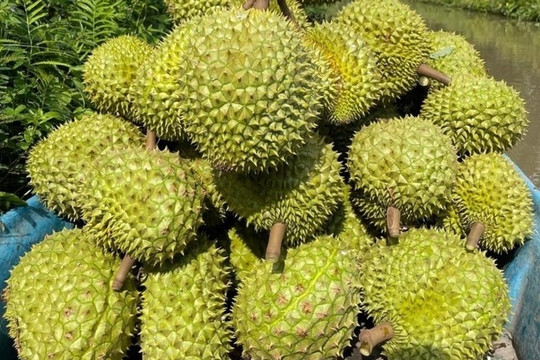 Sầu riêng đang lâm nguy