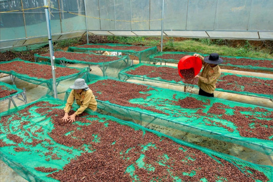 Hợp tác xã ở Đắk Nông giải quyết việc làm cho 10.533 lao động