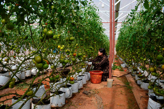 Nông nghiệp Đắk Nông ứng dụng công nghệ cao từng khâu