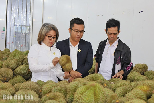 Đắk Lắk chủ động triển khai các giải pháp thích ứng