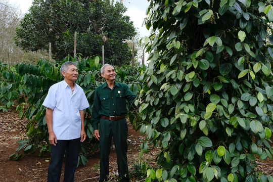 Cựu chiến binh Đắk Mil phát huy phẩm chất “Bộ đội Cụ Hồ”