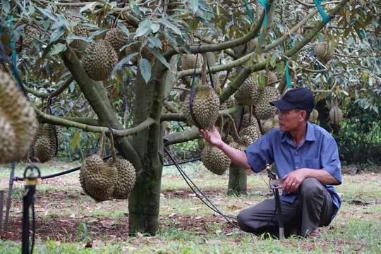 Đến năm 2030, Đắk Nông phát triển khoảng 24.000ha cây ăn quả