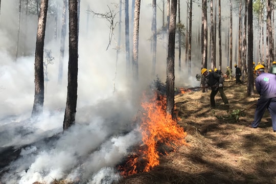 Quyết liệt phòng, chống cháy rừng