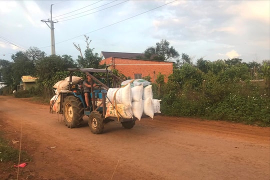 Đắk Nông bảo đảm an toàn trong sản xuất cà phê