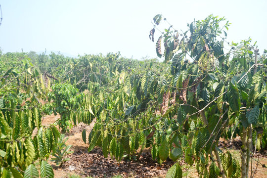 470ha cây trồng vùng trọng điểm cà phê Đắk Nông nguy cơ thiếu nước