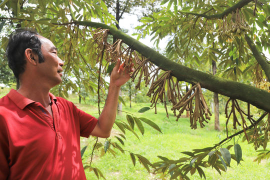 Nông dân lo lắng vì bông sầu riêng rụng hàng loạt do mưa trái mùa