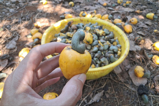 Thăng trầm với cây điều