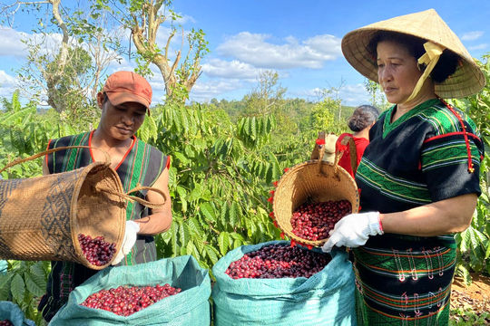 Doanh nghiệp Đắk Mil chăm lo lao động dân tộc thiểu số