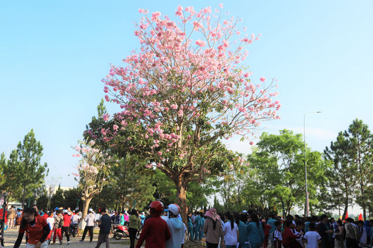Miên man mùa hồng phấn B’Lao