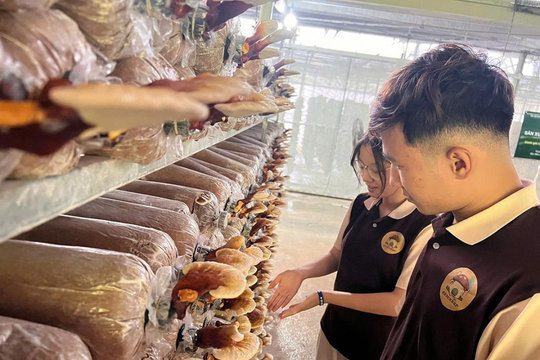 Đắk Lắk: Gắn sản phẩm OCOP với du lịch trải nghiệm