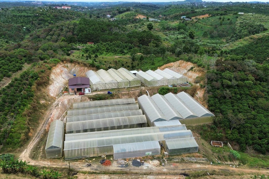 Chủ tịch UBND tỉnh Đắk Nông chỉ đạo xác minh việc hộ kinh doanh bị đóng mã số thuế