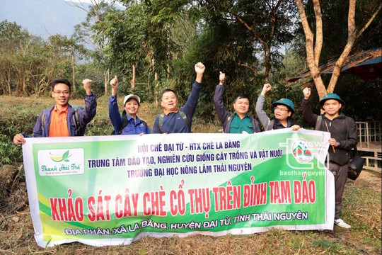 'Vén màn' bí ẩn chè cổ núi Tam Đảo thuộc địa phận Thái Nguyên - Kỳ 1: Hành trình vượt núi
