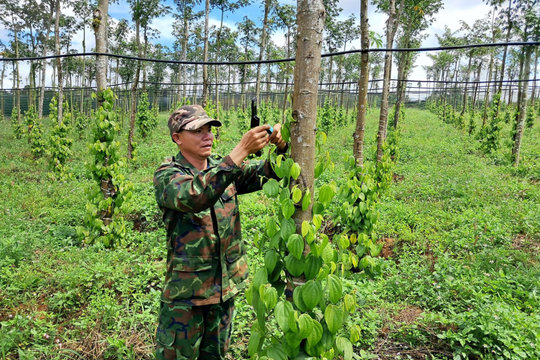 Nông nghiệp Đắk Nông tái cơ cấu gắn với nâng cao giá trị
