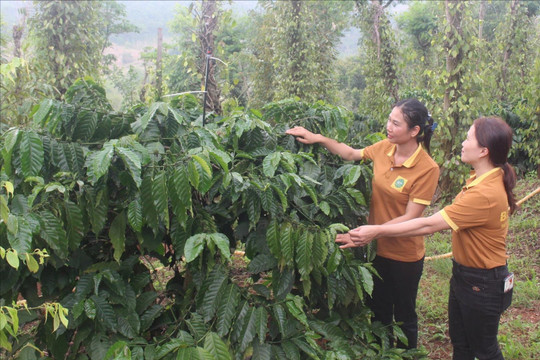 Loạt bài 3 kỳ: Hợp tác xã – “Bệ đỡ” để nông nghiệp Đắk Nông phát triển