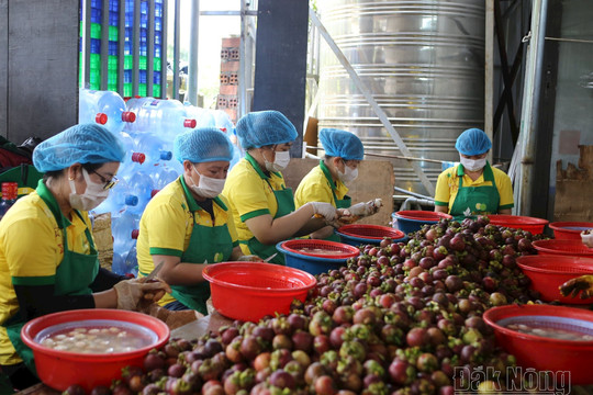 Loạt bài 4 kỳ: OCOP Đắk Nông