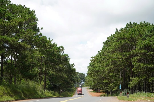 Loạt bài 3 kỳ: Sức sống mới từ khôi phục rừng ở Đắk Nông