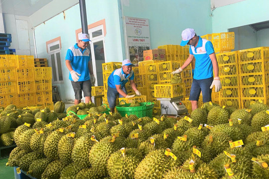 Bàn giải pháp tăng cường quản lý chất lượng sản phẩm sầu riêng phục vụ xuất khẩu