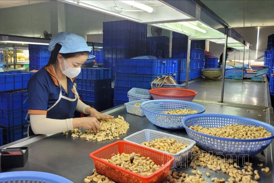 Loạt bài 4 kỳ: Đầu ra cho nông sản Đắk Nông
