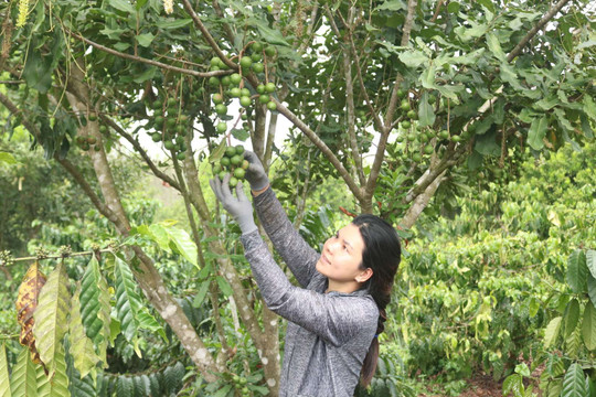 Đăk Tô, Kon Tum: Nông dân thu lợi từ trồng mắc ca xen cà phê