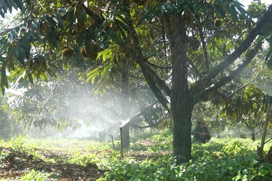 Tưới tiên tiến - Giải pháp ứng phó khô hạn ở Đắk Nông