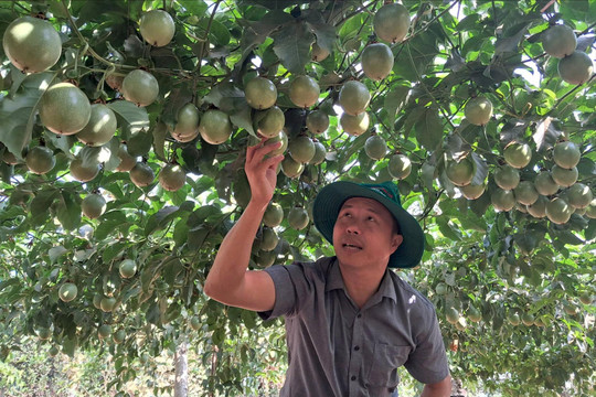 Đắk Nông chuyển đổi cây trồng để phòng hạn