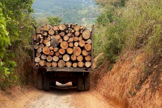 Vận chuyển gỗ làm hư hỏng đường bê tông dân sinh