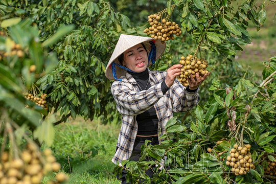 Trải nghiệm vườn nhãn ngày cuối tuần ở Đắk Nông