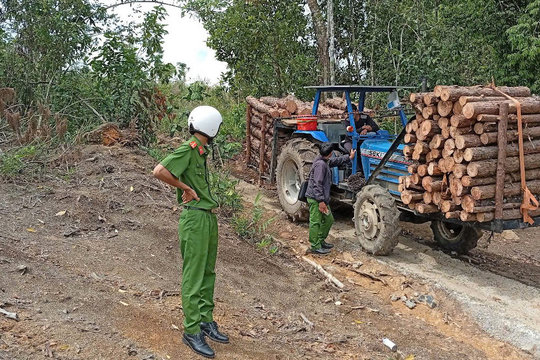 Yêu cầu tạm dừng khai thác, vận chuyển gỗ làm hư hỏng đường dân sinh