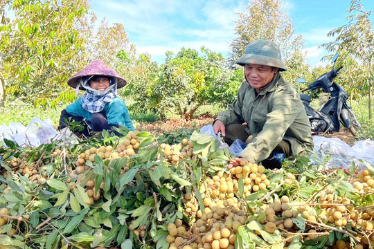 Chư Sê đẩy mạnh ứng dụng khoa học công nghệ vào sản xuất