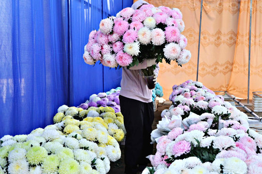 Sắc màu cúc mẫu đơn Đạ K’Nàng