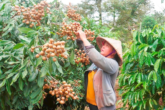 Cây ăn quả giúp hàng trăm hộ dân Đắk Nông đổi đời