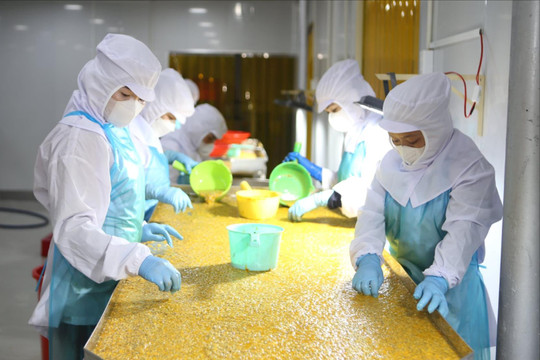 Công nghiệp chế biến - Động lực tăng trưởng kinh tế Đắk Nông
